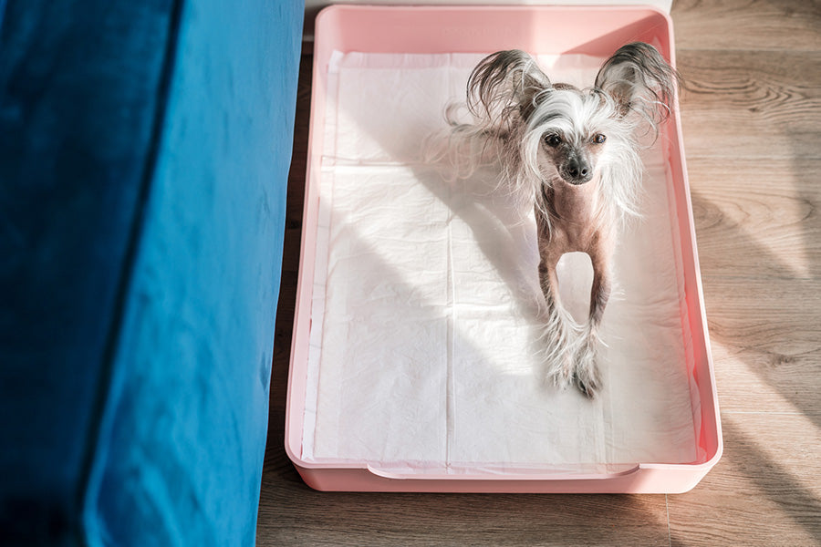 doggy bathroom, dog litter box, dog pads, dog potty