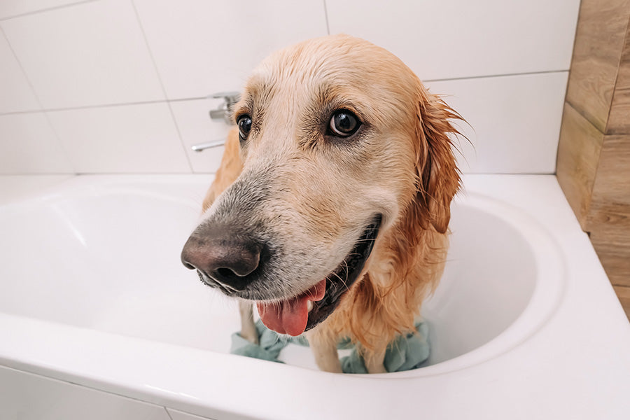 doggy bathroom, dog litter box, dog grooming, dog shampoo, bio spa