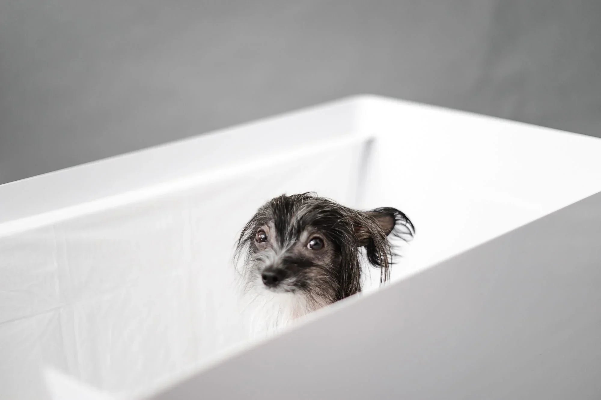 Why Wall Protection is Key for Pee Pads