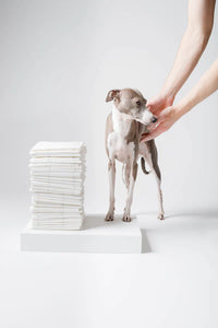 Pee Pads for Dogs