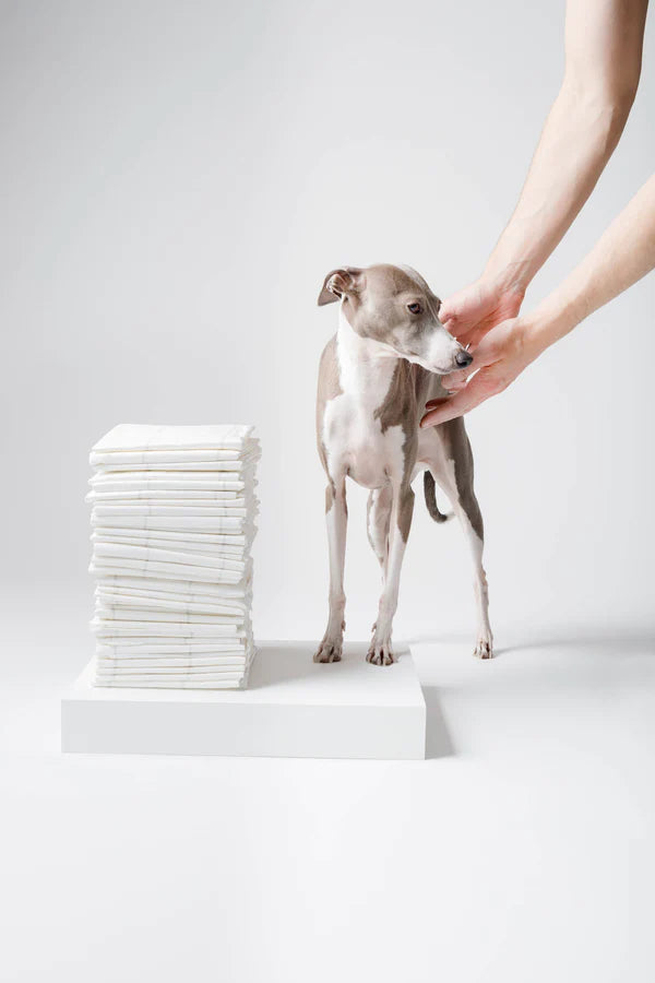 Pee Pads for Dogs