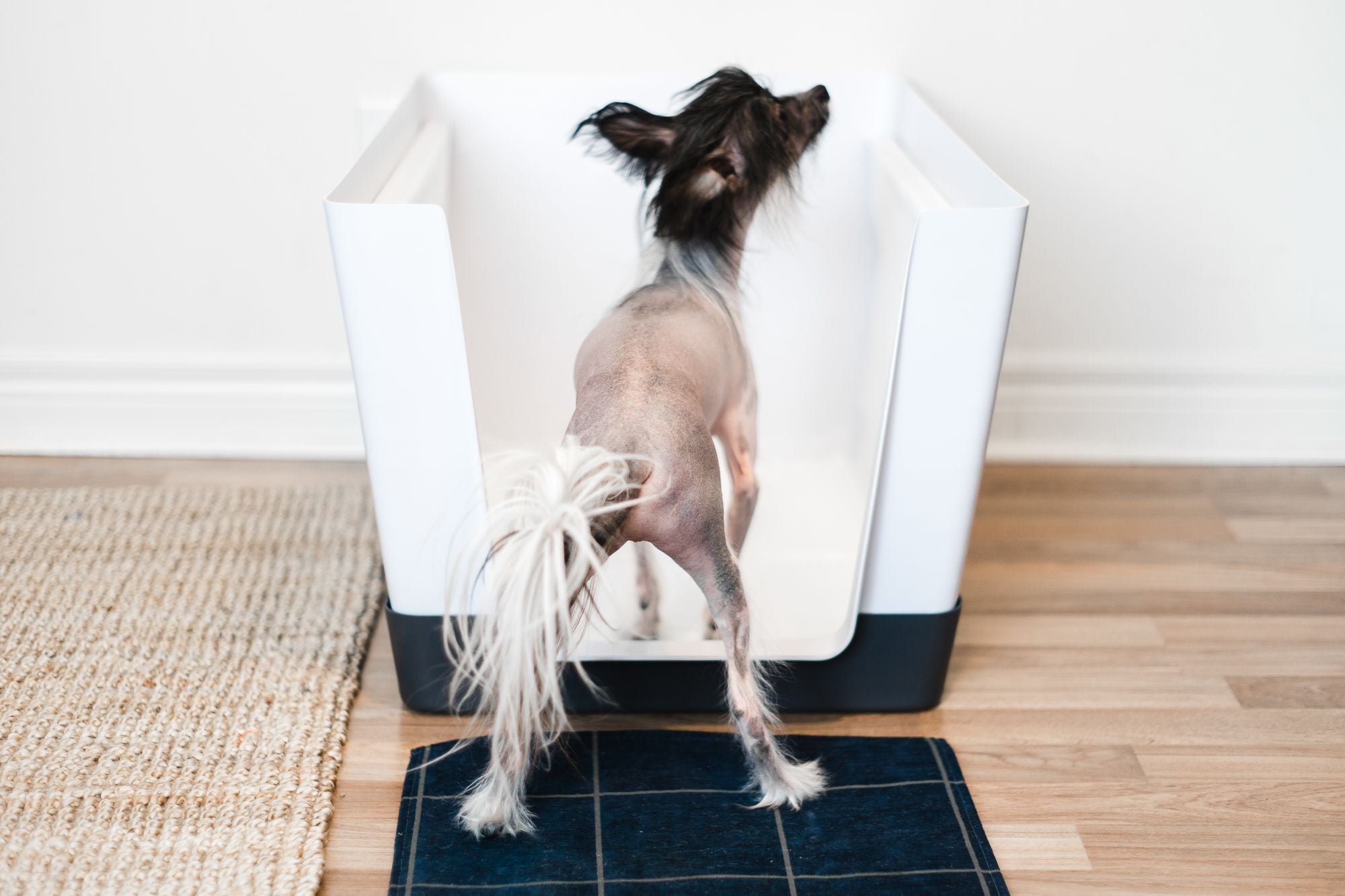 Training your pet to use the Doggy Bathroom