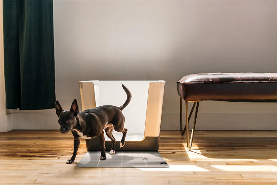 Choosing the Ideal Dog Litter Box for Your Pet
