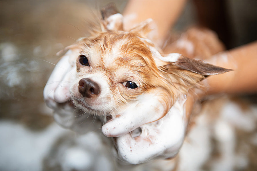 Doggy Bathroom, Dog Grooming