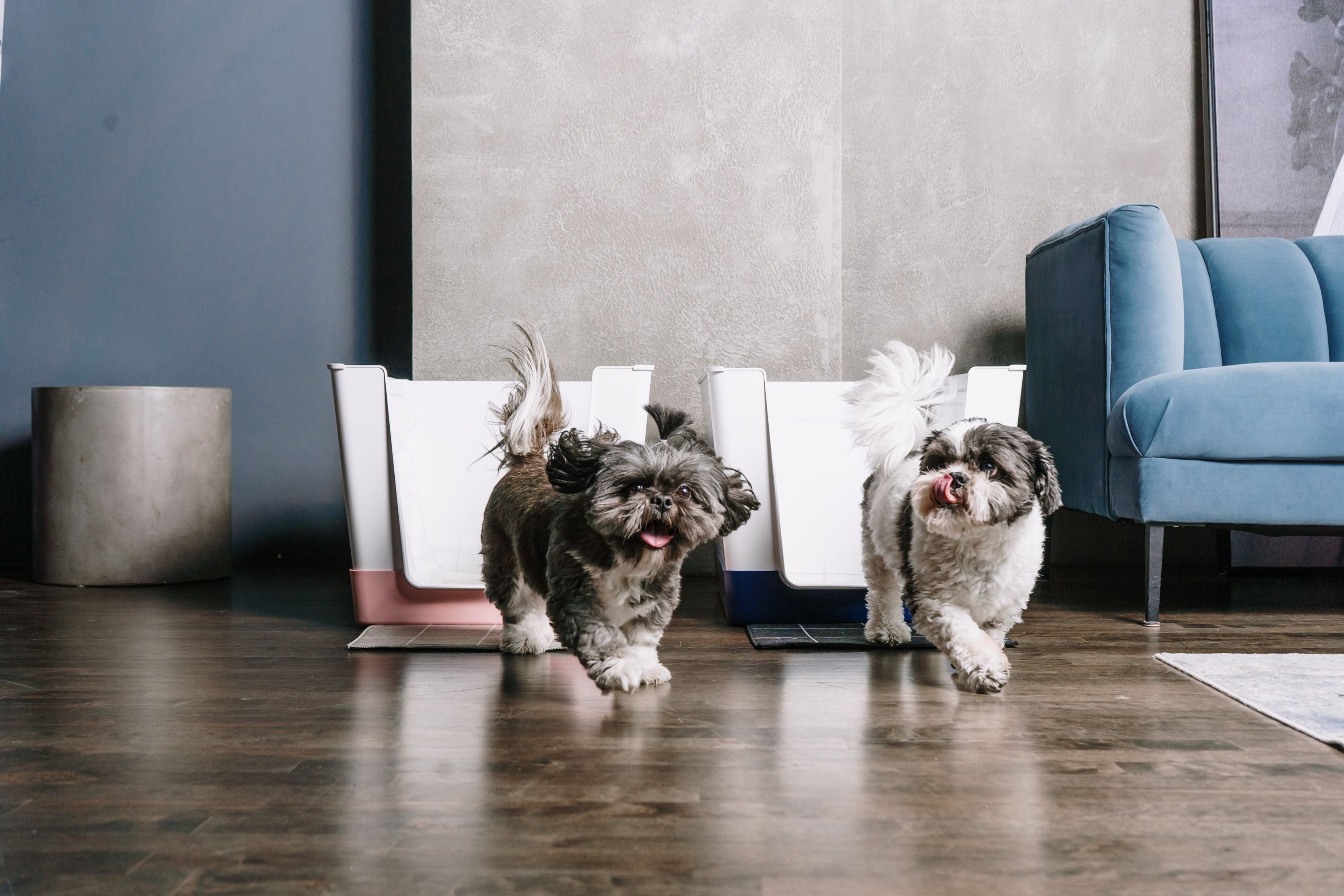 Should You Buy the Doggy Bathroom or Just the Tray?