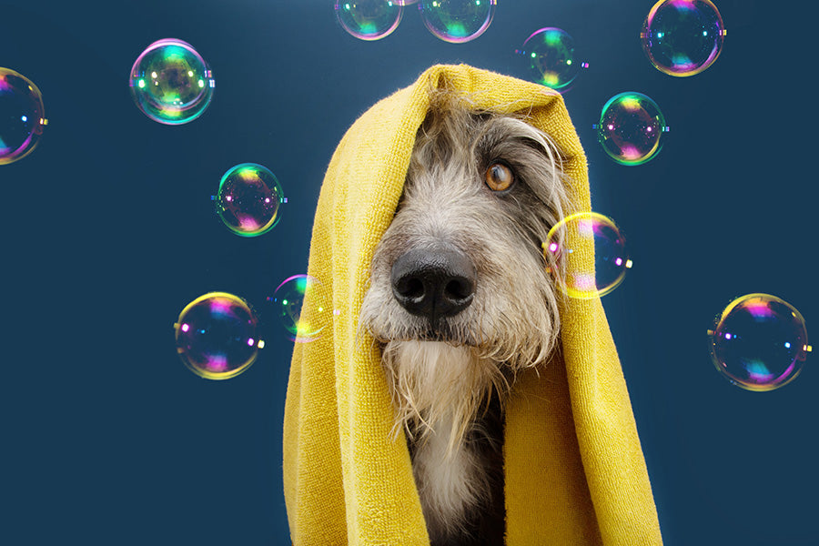 Top Ingredients for Sensitive Skin Dog Shampoo