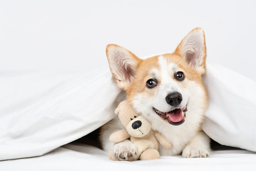 What Your Dog's Sleep Positions Reveal About Them