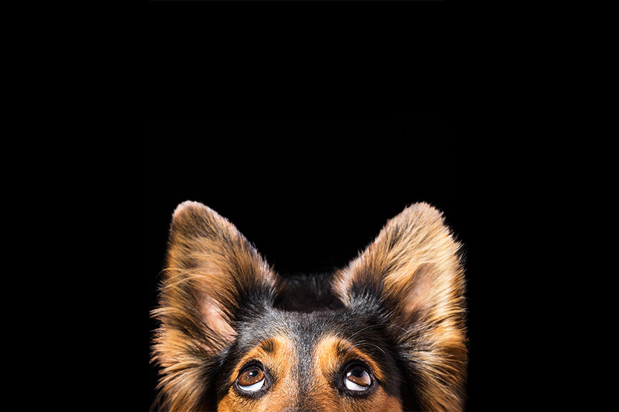 dog care, dog love, dogs, dog bonding, dog