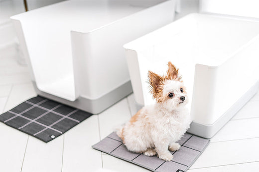 Simplify Indoor Puppy Potty Training Using a Pee Pad Holder