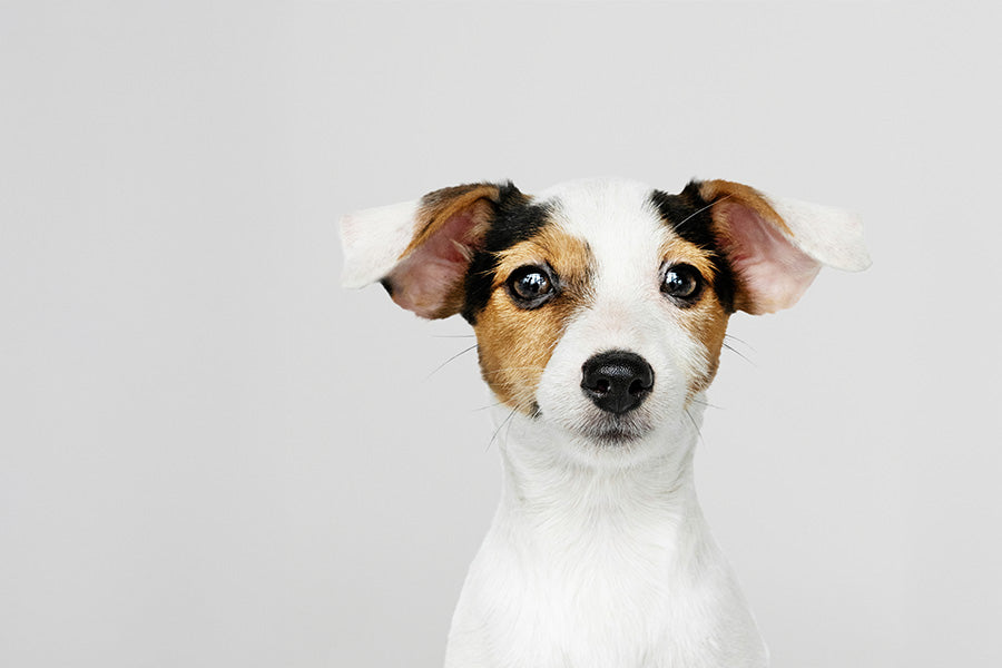 Simplifying Apartment Living With an Indoor Dog Loo