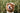 positive reinforcement customize dog