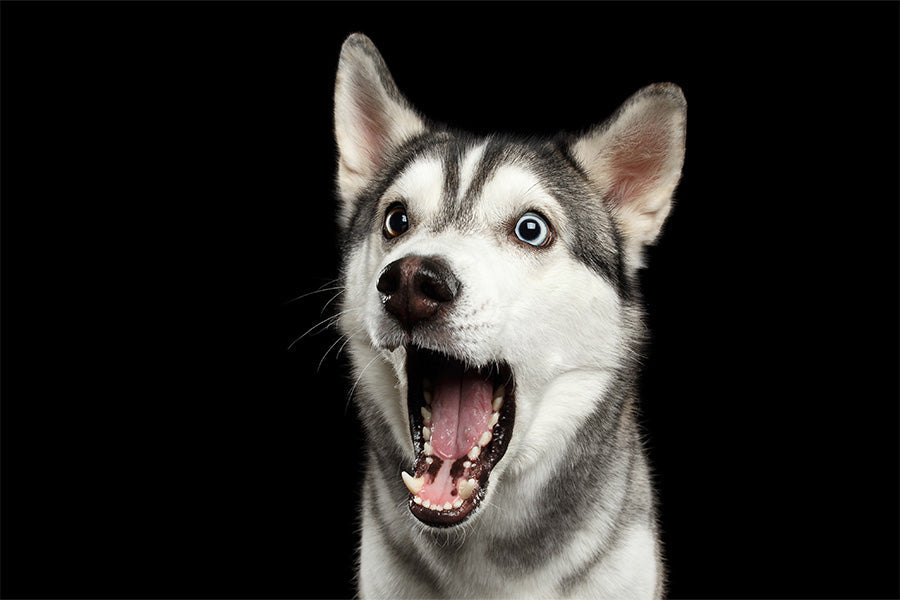how to stop dog barking, reduce dog barking, dog barking solutions, dog barking training tips, stop excessive barking, control dog barking at home
