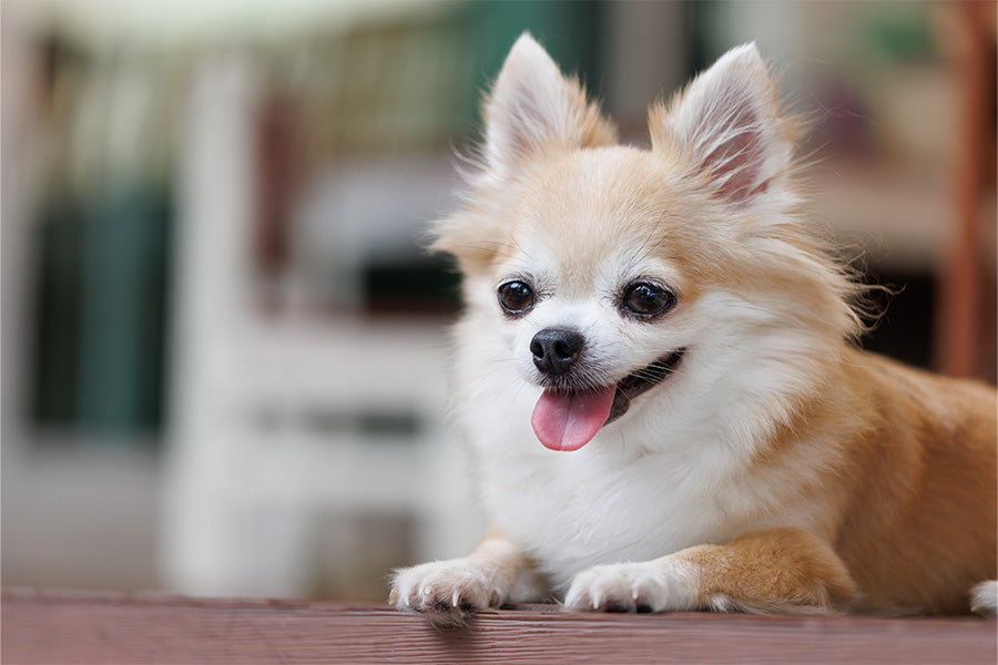 bonding with dogs, bond, dog care, dogs