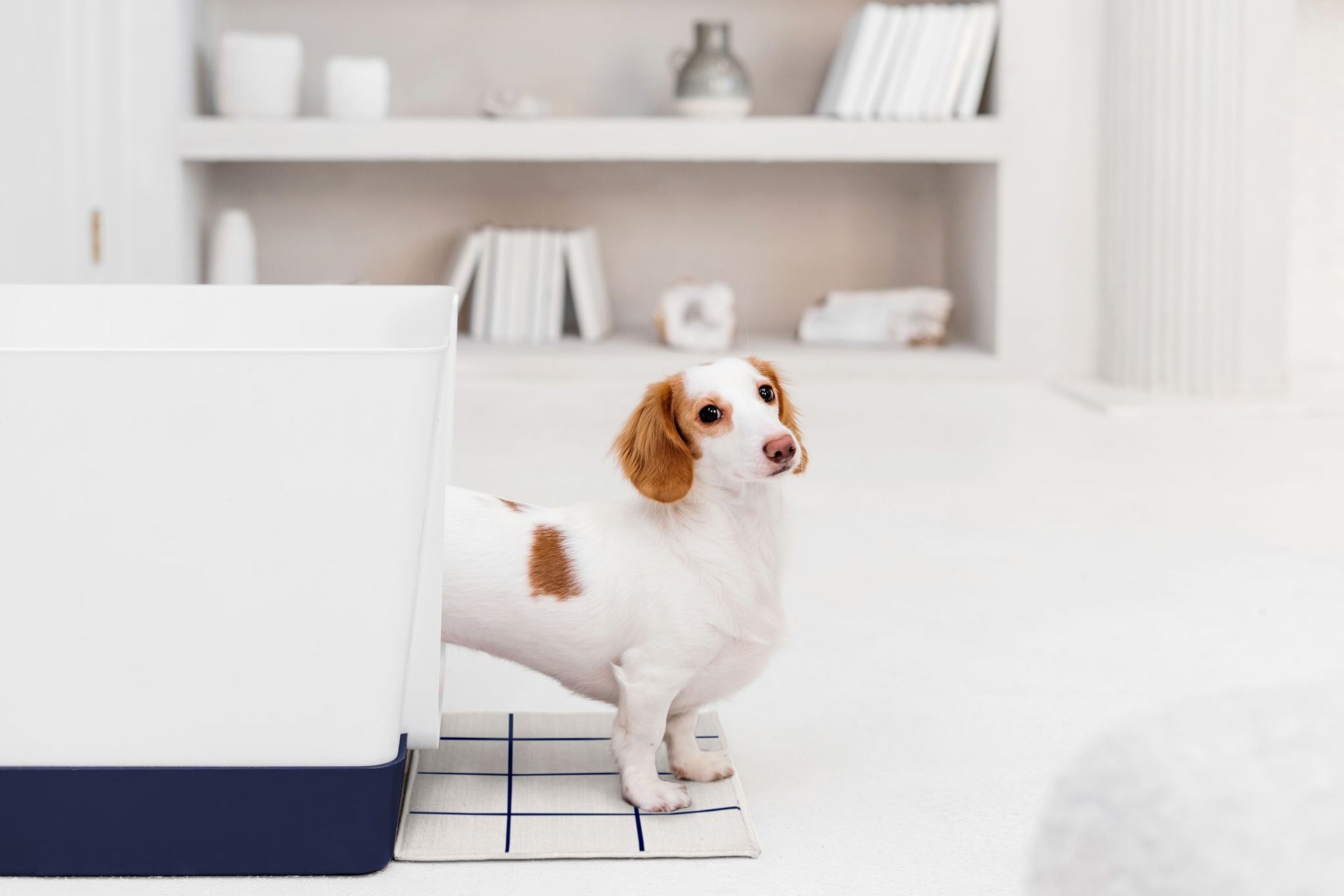 How to style Doggy Bathroom’s Dayspring Mats