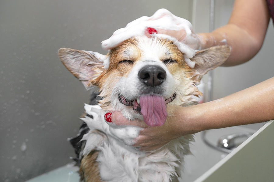 dog grooming, pet grooming, doggybathroom, dog litter box