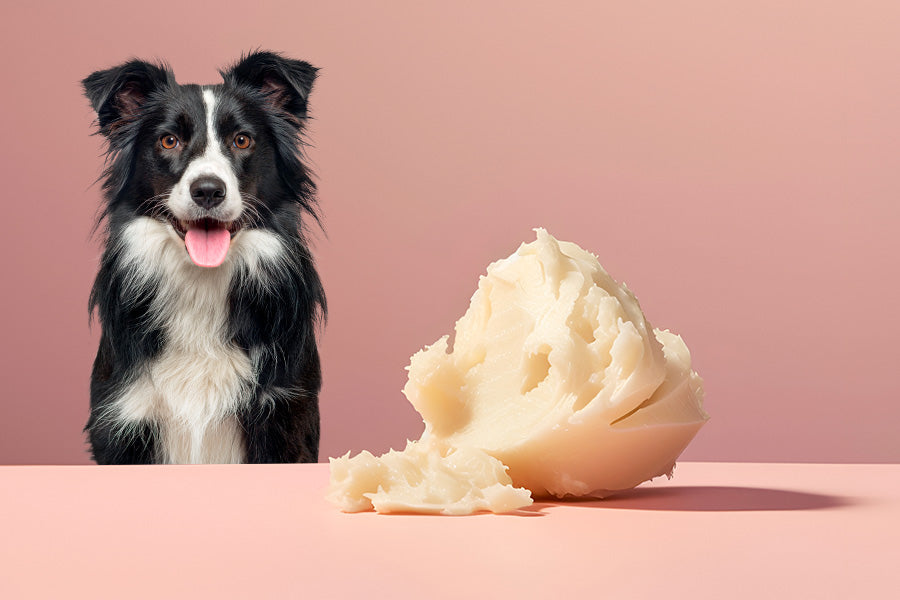 The Benefits of Shea Butter for Your Dog’s Coat