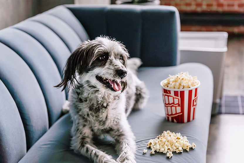 The 9 Best Dog Movies to Watch with Your Pup