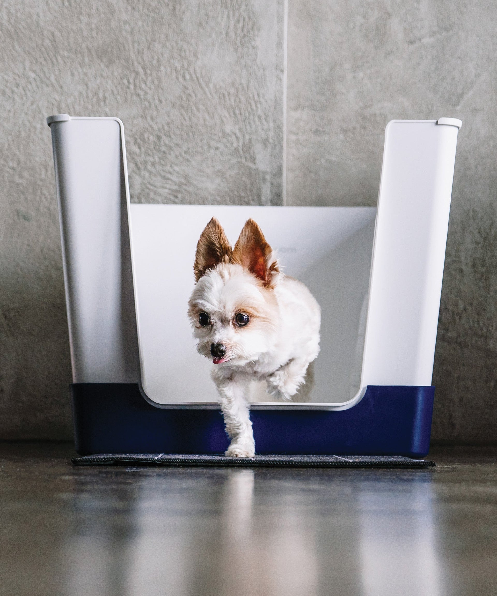 Is One Doggy Bathroom Enough for Your Dog?