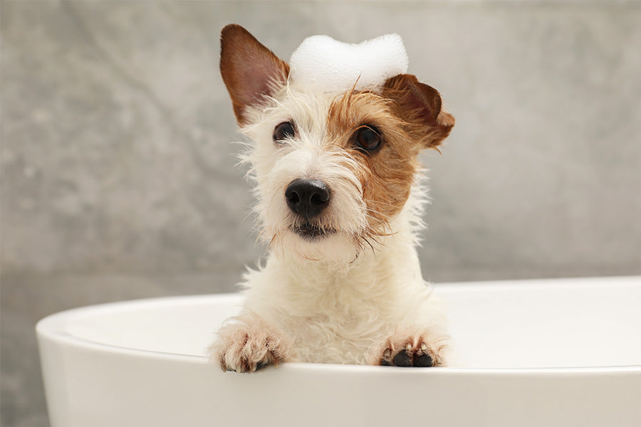 dog shampoo, dog grooming, doggybathroom, pet litter box