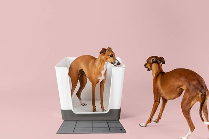 Is One Doggy Bathroom Enough for Your Dog?