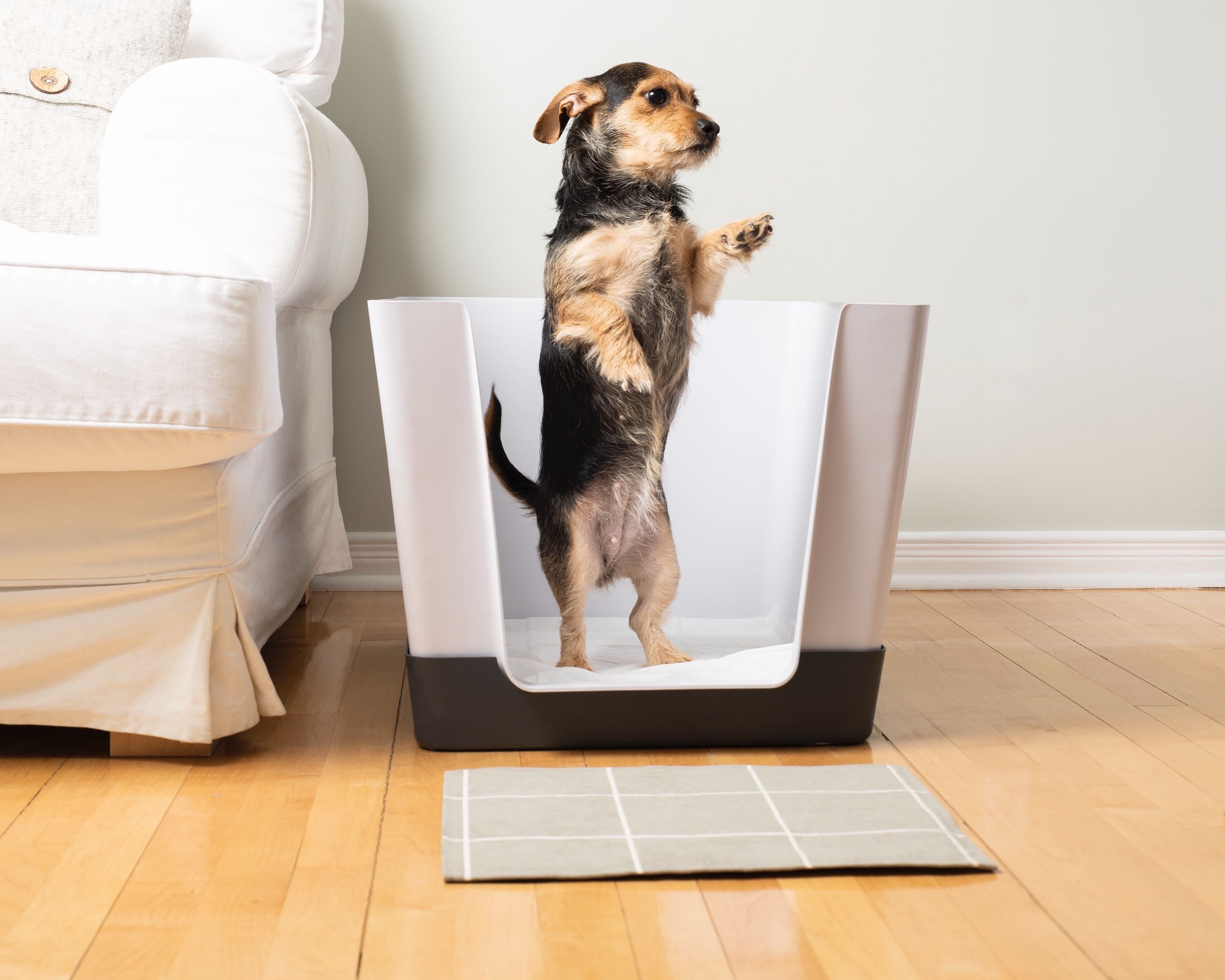 dog, small dog, small dogs, Doggy Bathroom, potty train dog, potty training dogs, dog litter box