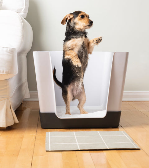 dog, small dog, small dogs, Doggy Bathroom, potty train dog, potty training dogs, dog litter box