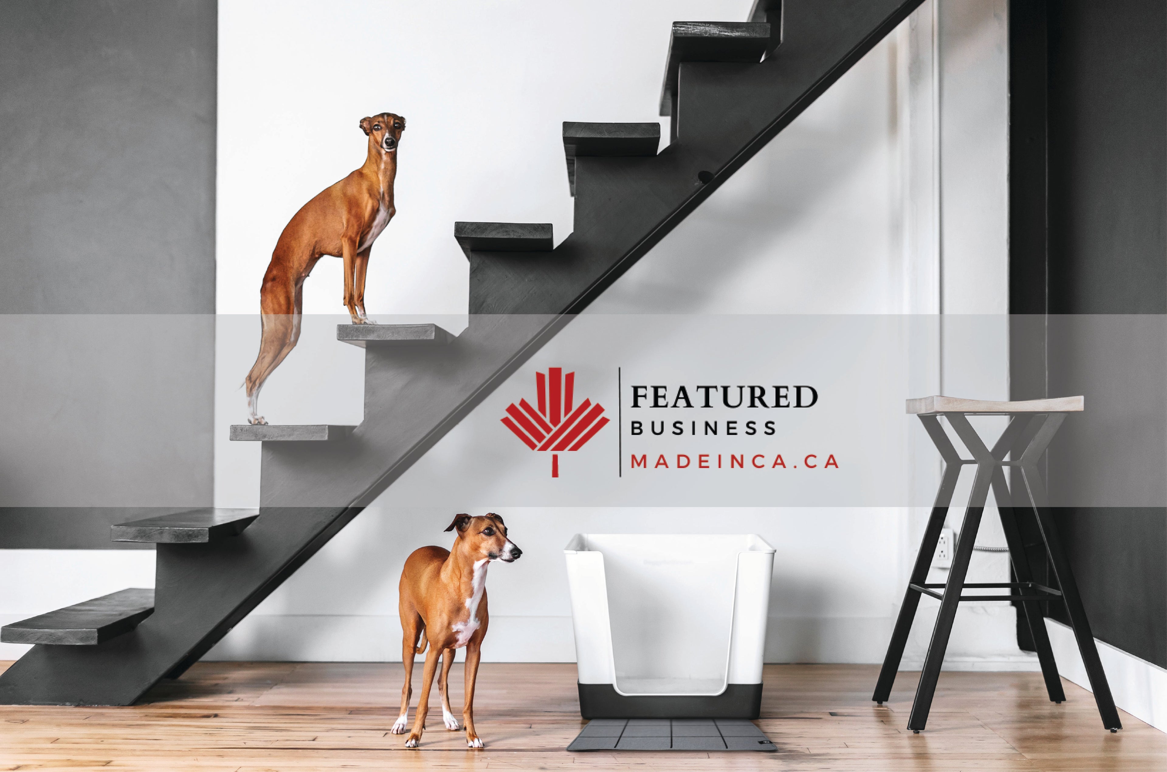 Doggy Bathroom: Made-in-Canada Innovative Pet Brand