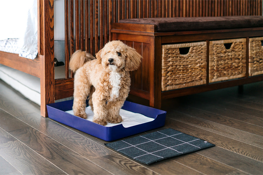 doggy bathroom, dog litter box