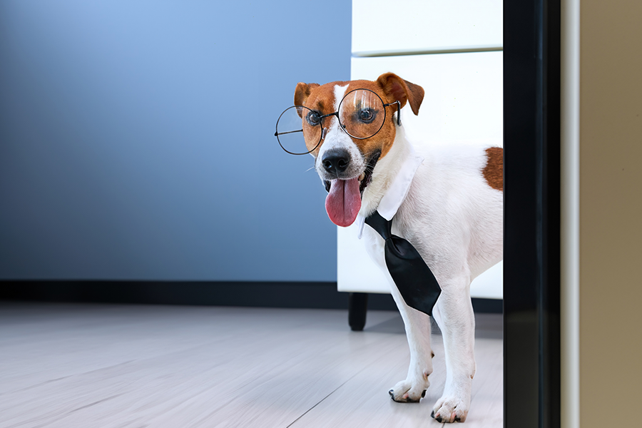 Implementing a Successful Office Dog Policy