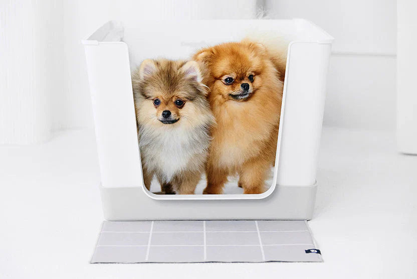 Essential Tips for Puppy Potty Training Pomeranians