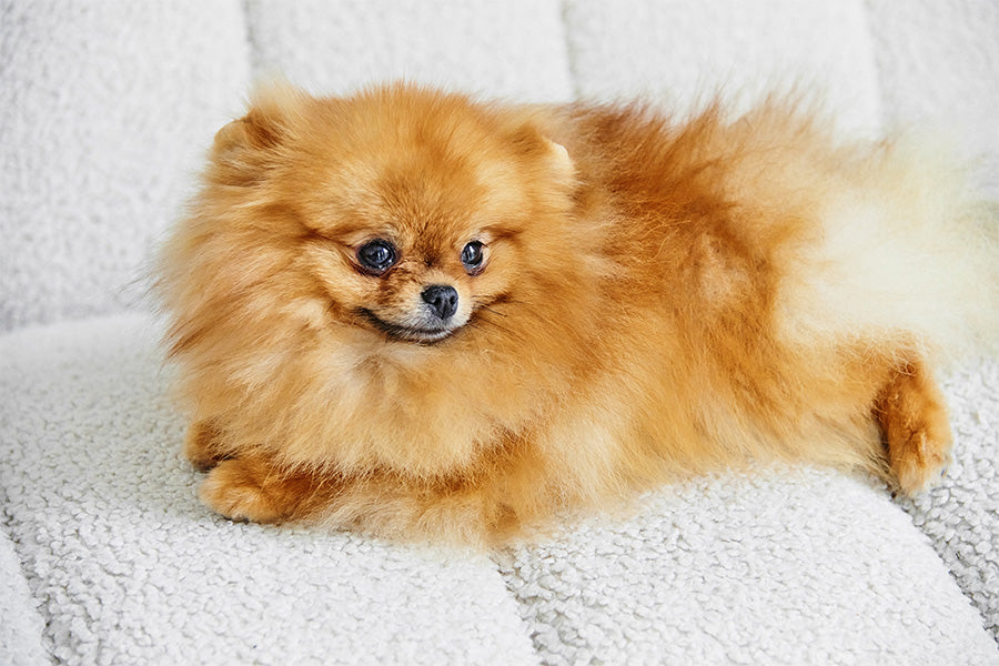 Potty Train a Puppy for First-Time Owners