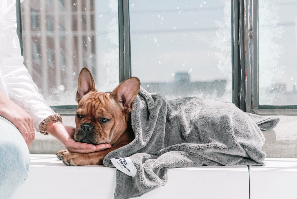 Puppy Winter Survival Guide