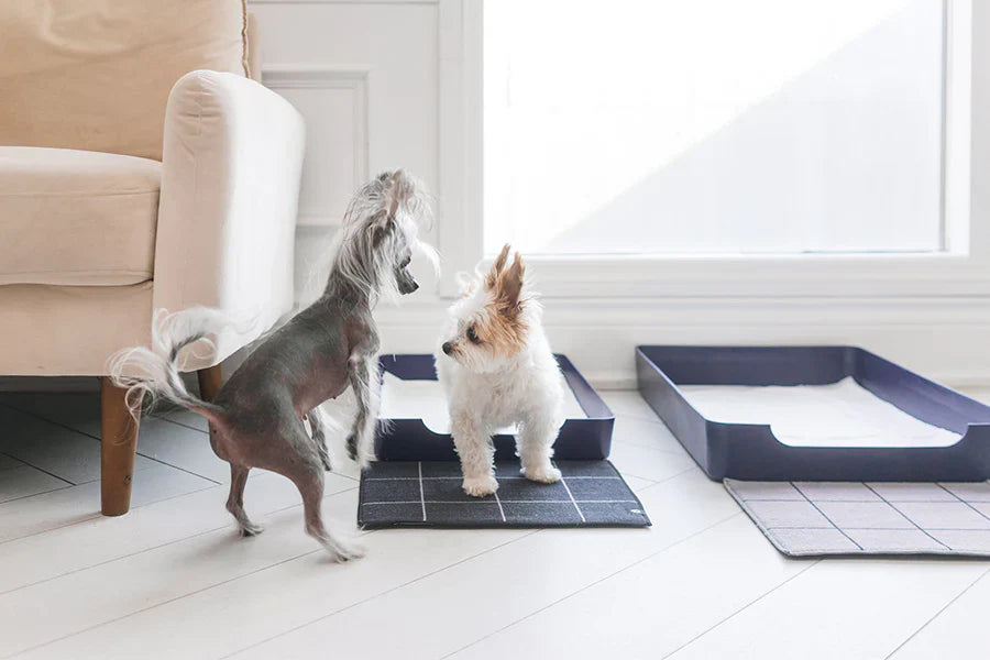 Simplify Indoor Puppy Potty Training Using a Pee Pad Holder