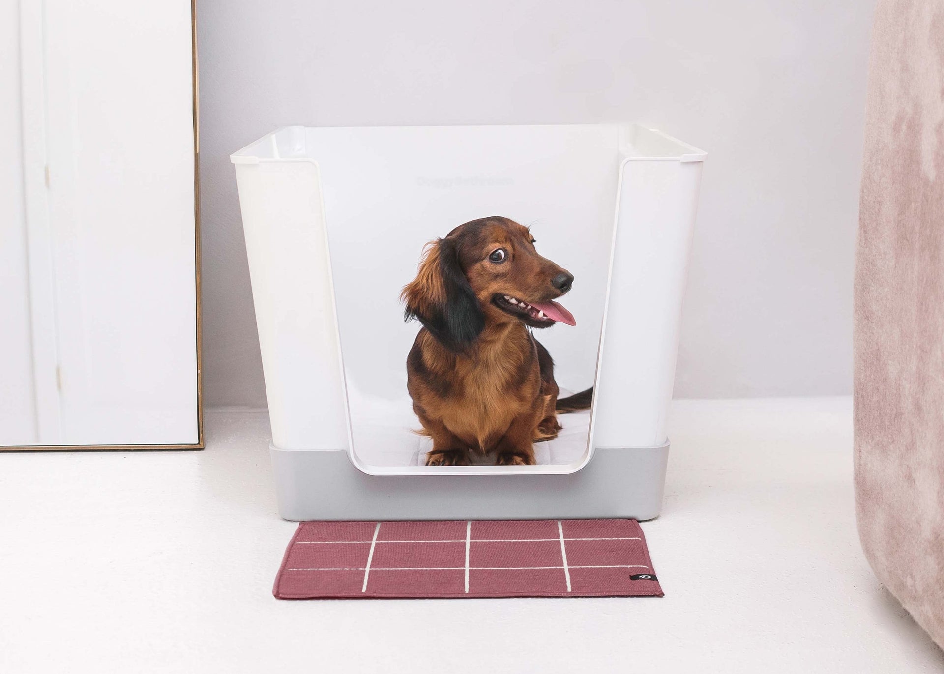 How to Create a Clean Indoor Potty Area for Your Dog