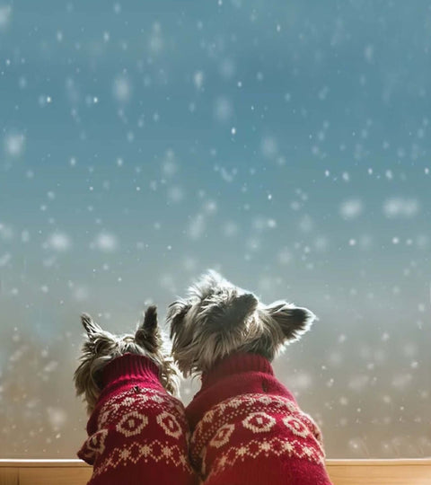 Which Dog Breeds Can’t Handle the Winter