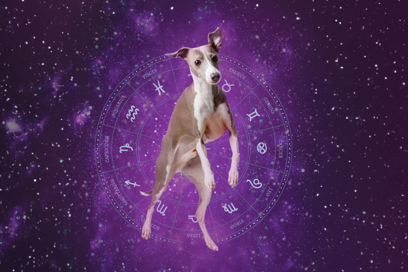 Dog Zodiac Italian Greyhound Sterling O'Brien