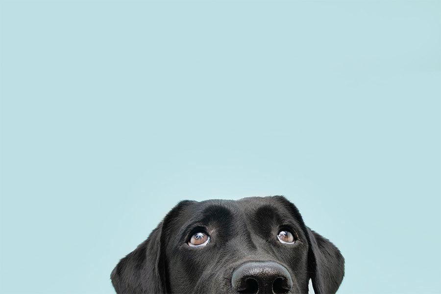 Close-up of a clean black lab with wide eyes against a blue background.