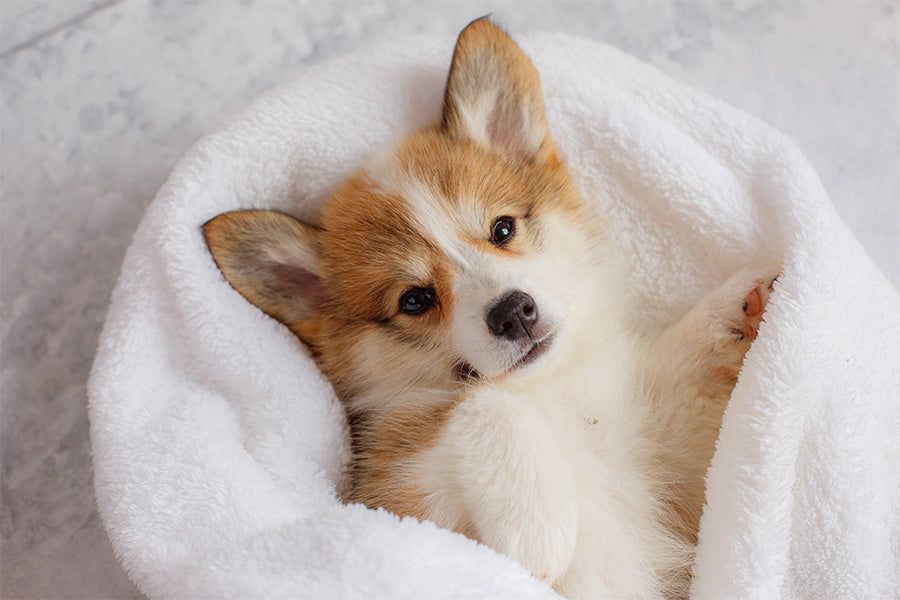 Corgi puppy wrapped in a soft white blanket