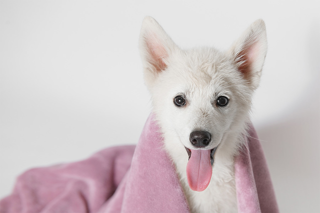 dog grooming, dog litter box, dog shampoo