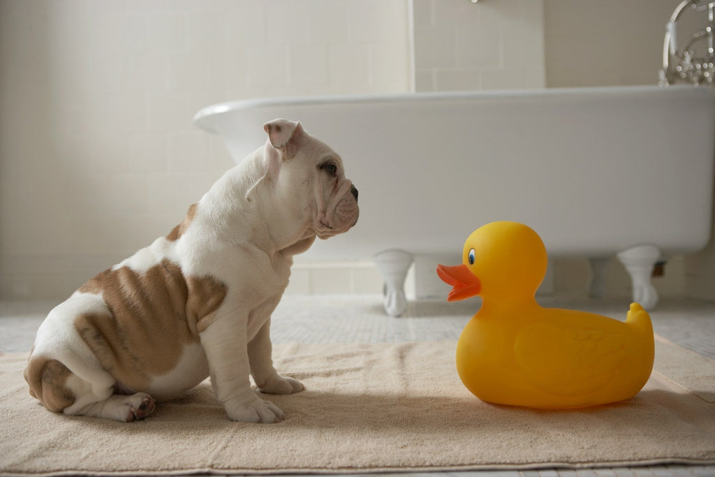 doggy bathroom, dog litter box, dog tray