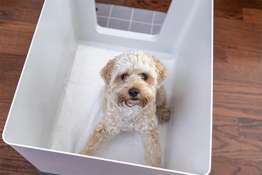 dog, small dog, small dogs, Doggy Bathroom, potty train dog, potty training dogs, dog litter box