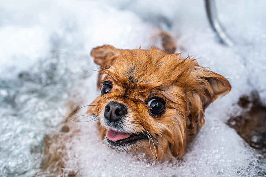 Natural Dog Grooming Products That Actually Work
