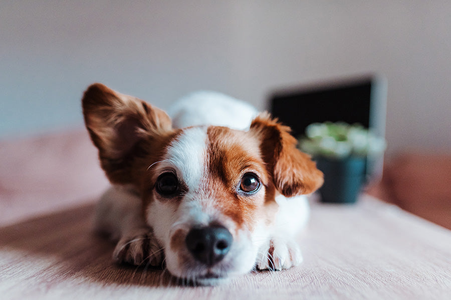 Dog resting its head on a blanket with one ear up, relaxed.