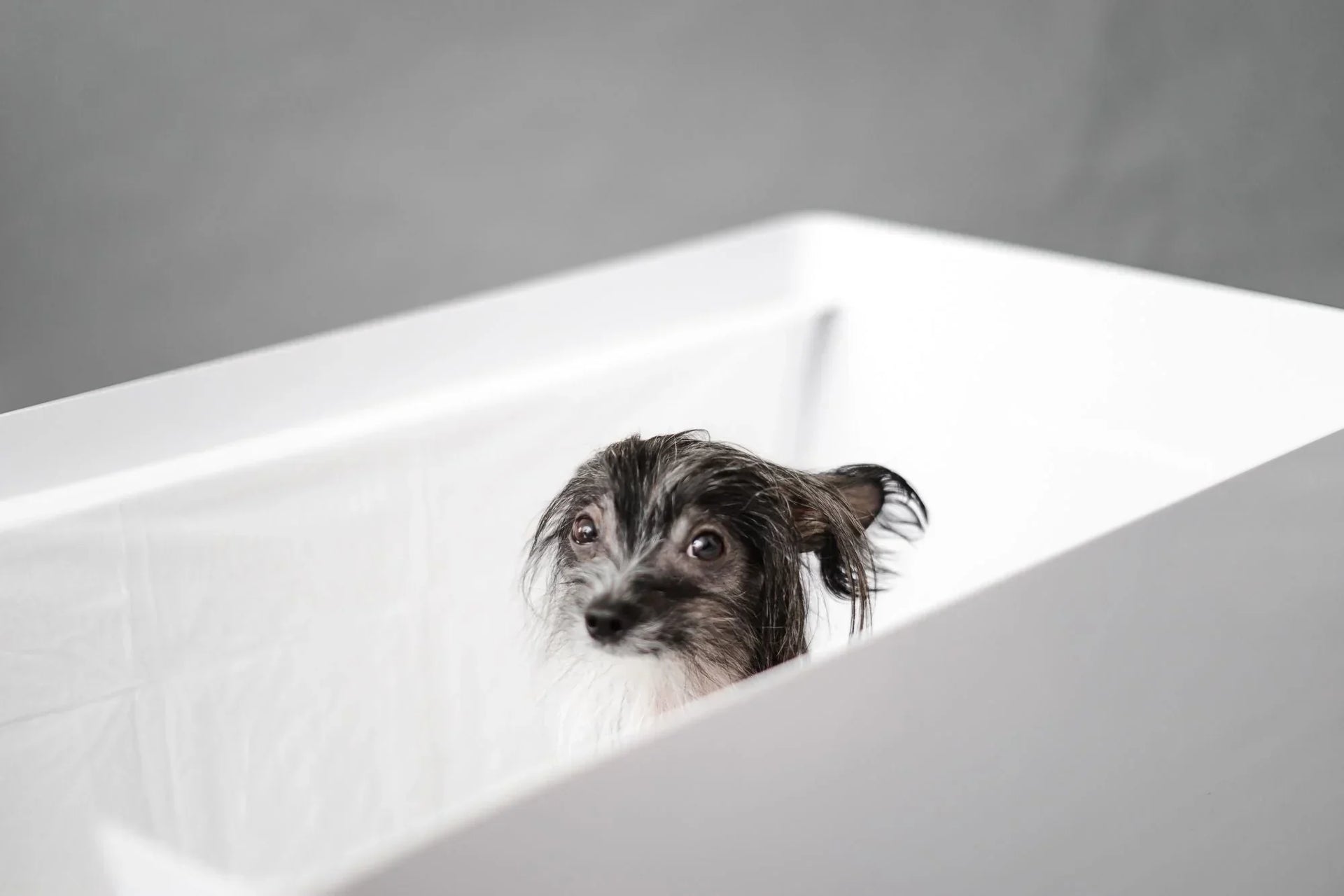 Why Wall Protection is Key for Pee Pads