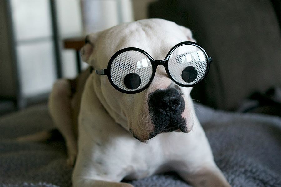 doggy bathroom, dog litter box, dog potty tray