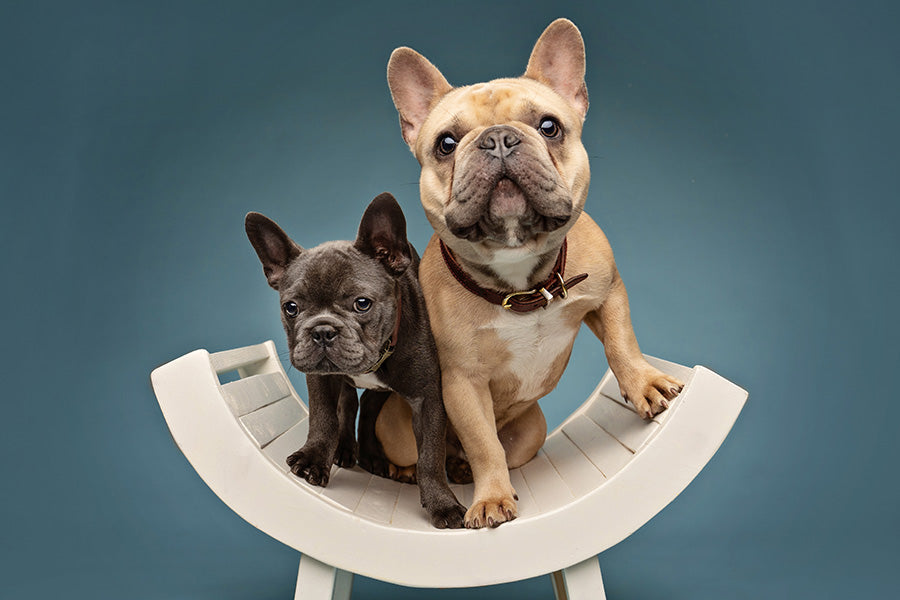 Two French Bulldogs sitting on a white chair