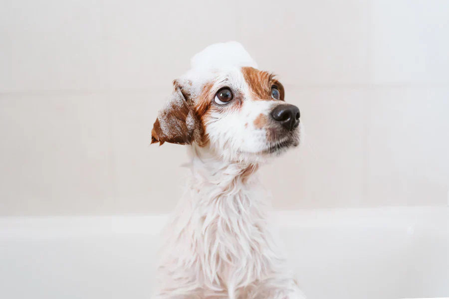 Understanding Natural Dog Shampoo Ingredients