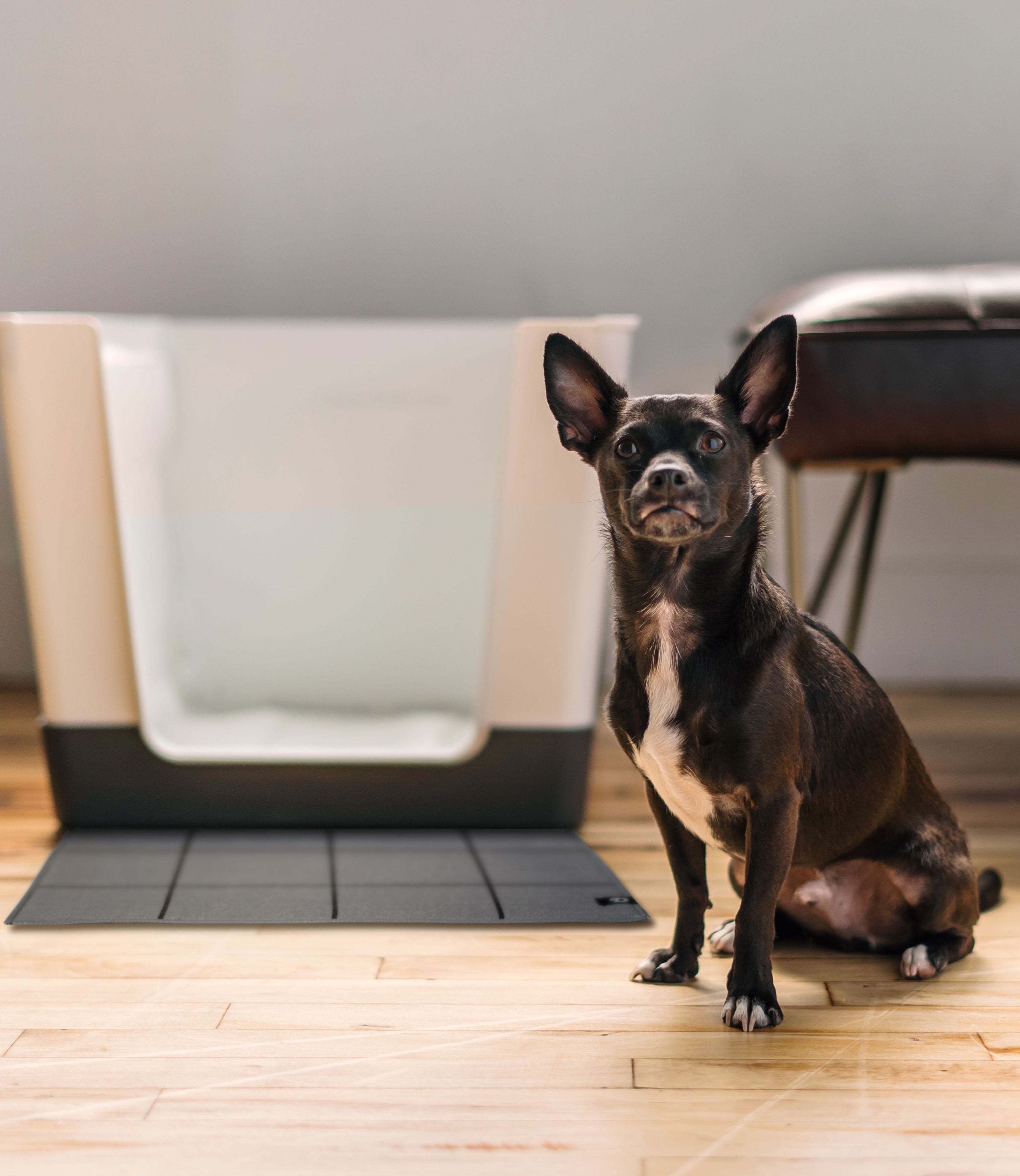 Best indoor dog potty 2018 best sale