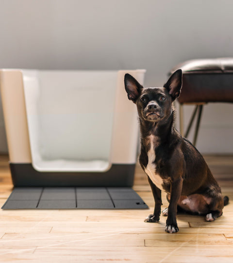dog, small dog, small dogs, Doggy Bathroom, potty train dog, potty training dogs, dog litter box