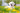 Happy white Labrador in a field of yellow flowers, smiling.
